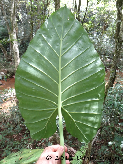 Alocasia odora