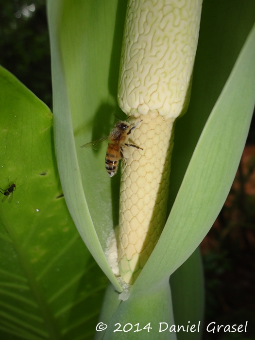 Alocasia odora