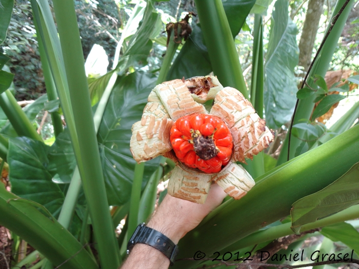 Alocasia odora