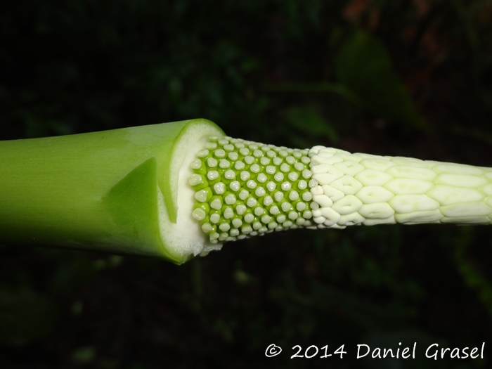 Alocasia odora