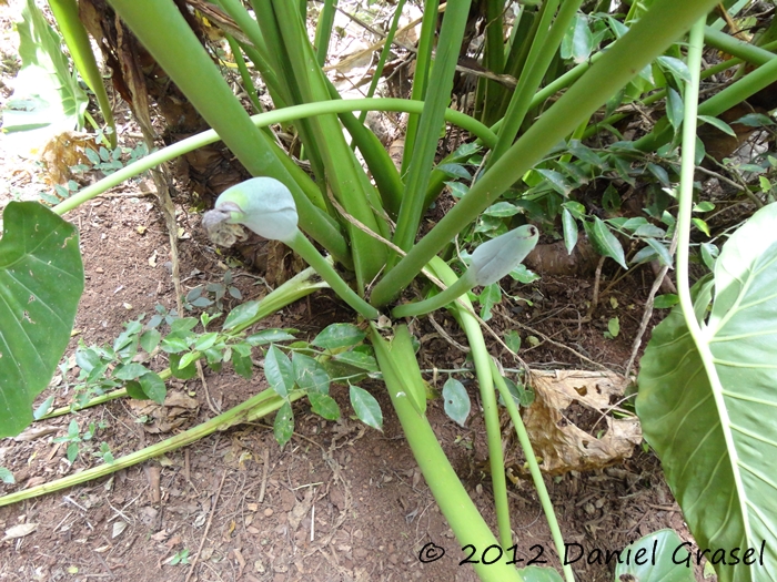 Alocasia odora