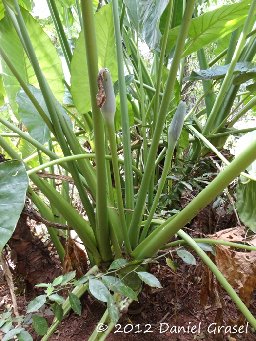 Alocasia odora