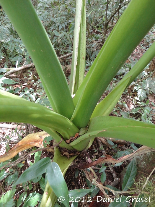 Alocasia odora