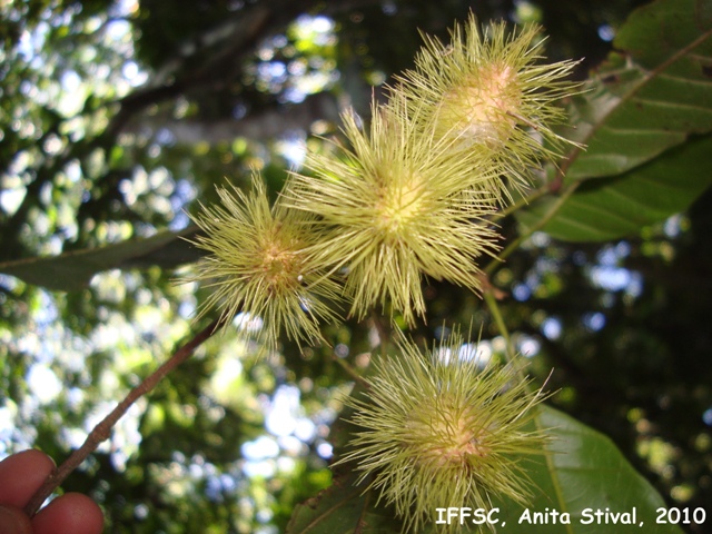 Sloanea guianensis