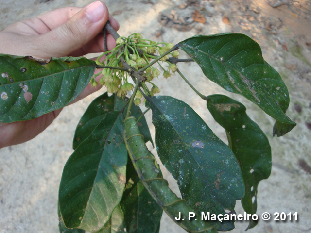 Sloanea guianensis