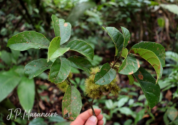 Sloanea guianensis