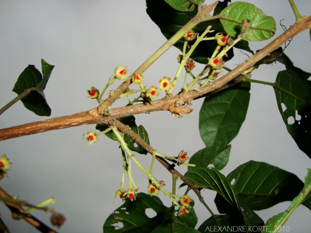 Sloanea guianensis