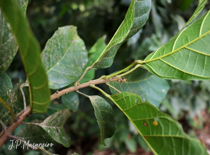 Sloanea guianensis