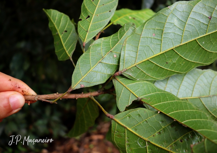 Sloanea guianensis