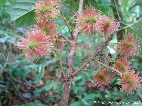 Sloanea guianensis