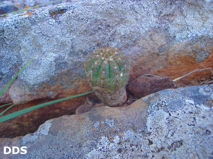 Parodia ibicuiensis