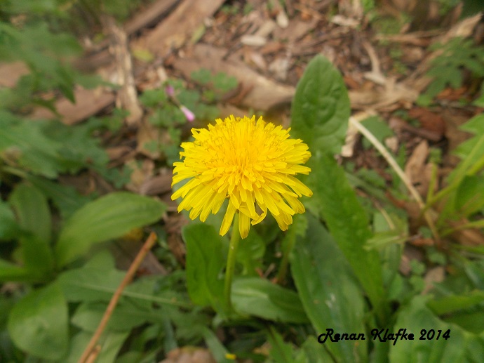 Taraxacum officinale