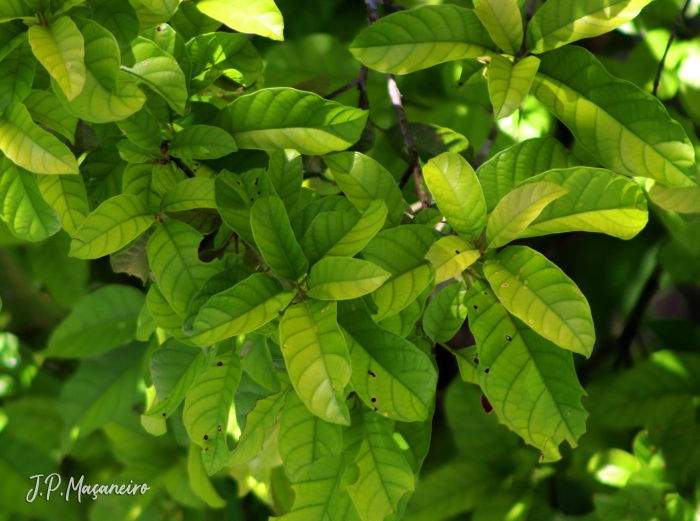 Sloanea guianensis