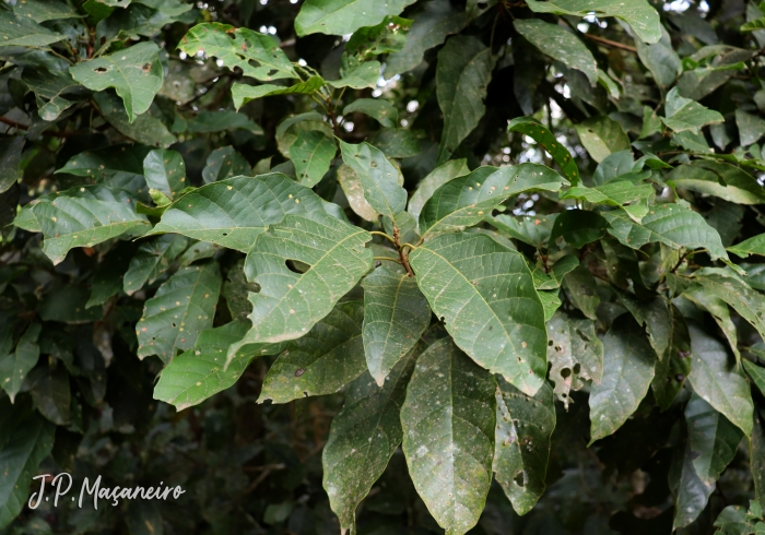 Sloanea guianensis