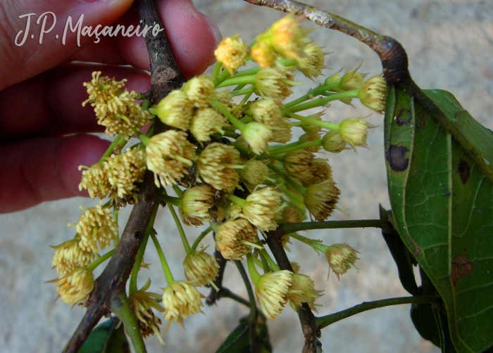 Sloanea guianensis