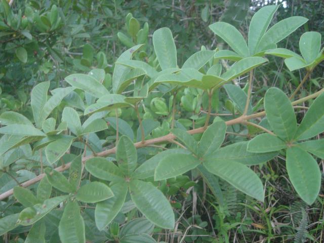 Vitex megapotamica