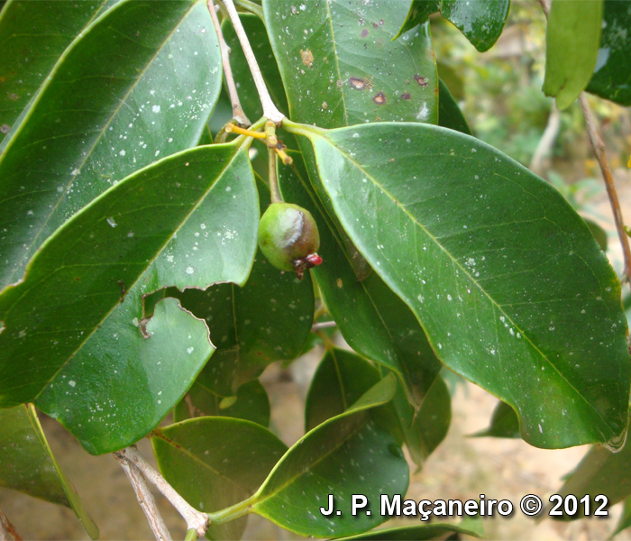 Eugenia candolleana