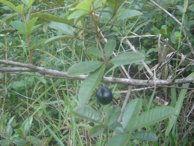 Vitex megapotamica