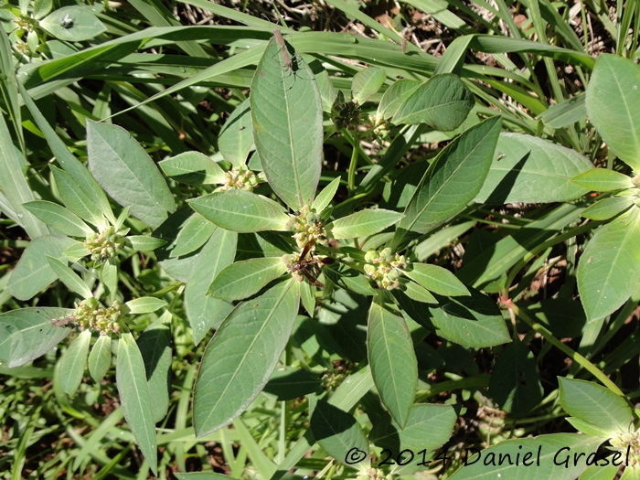 Euphorbia heterophylla