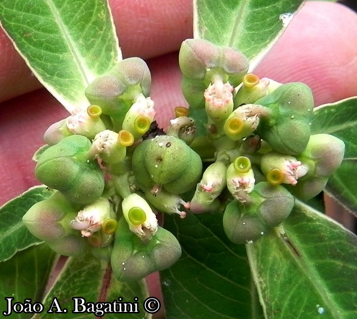 Euphorbia heterophylla