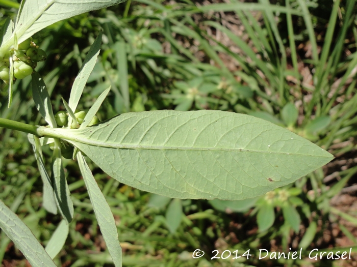 Euphorbia heterophylla