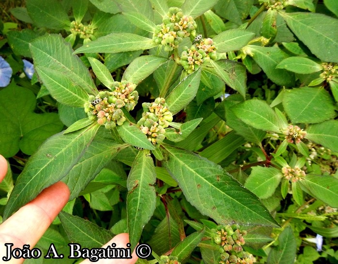 Euphorbia heterophylla