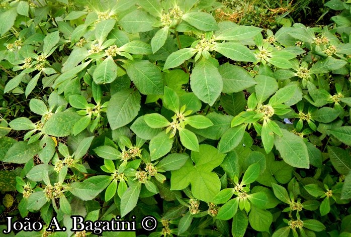 Euphorbia heterophylla