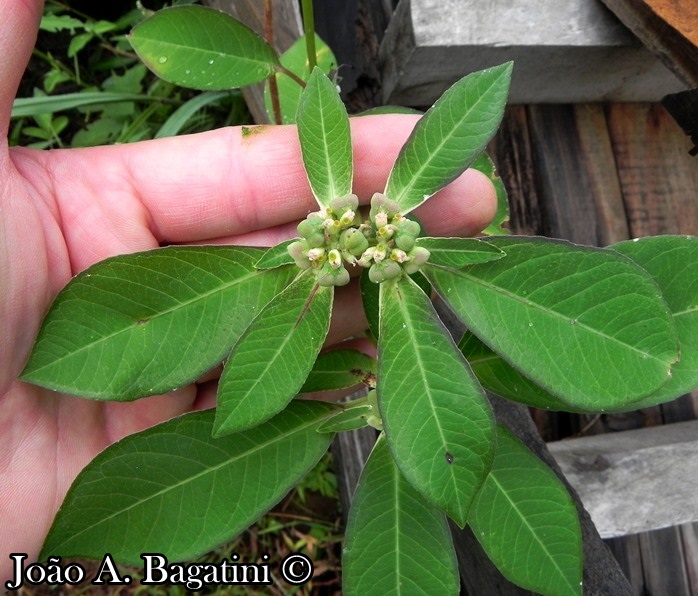 Euphorbia heterophylla