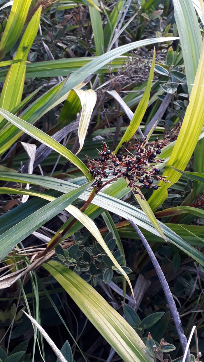 Scleria latifolia