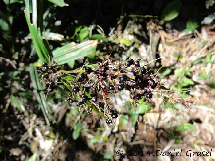 Scleria latifolia