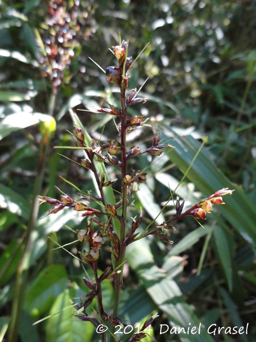 Scleria latifolia