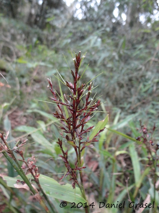 Scleria latifolia