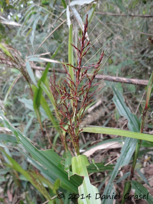 Scleria latifolia