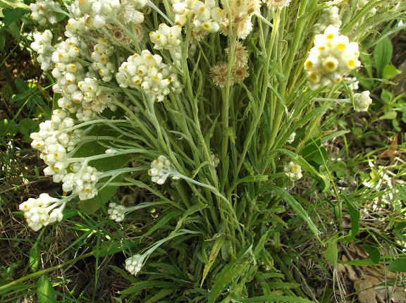 Anaphalis margaritacea var. cinnamomea