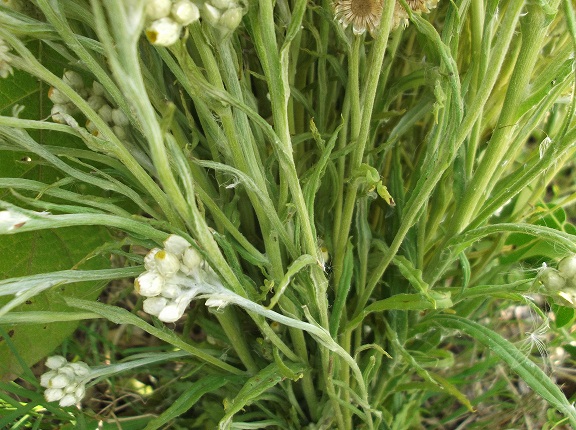 Anaphalis margaritacea var. cinnamomea