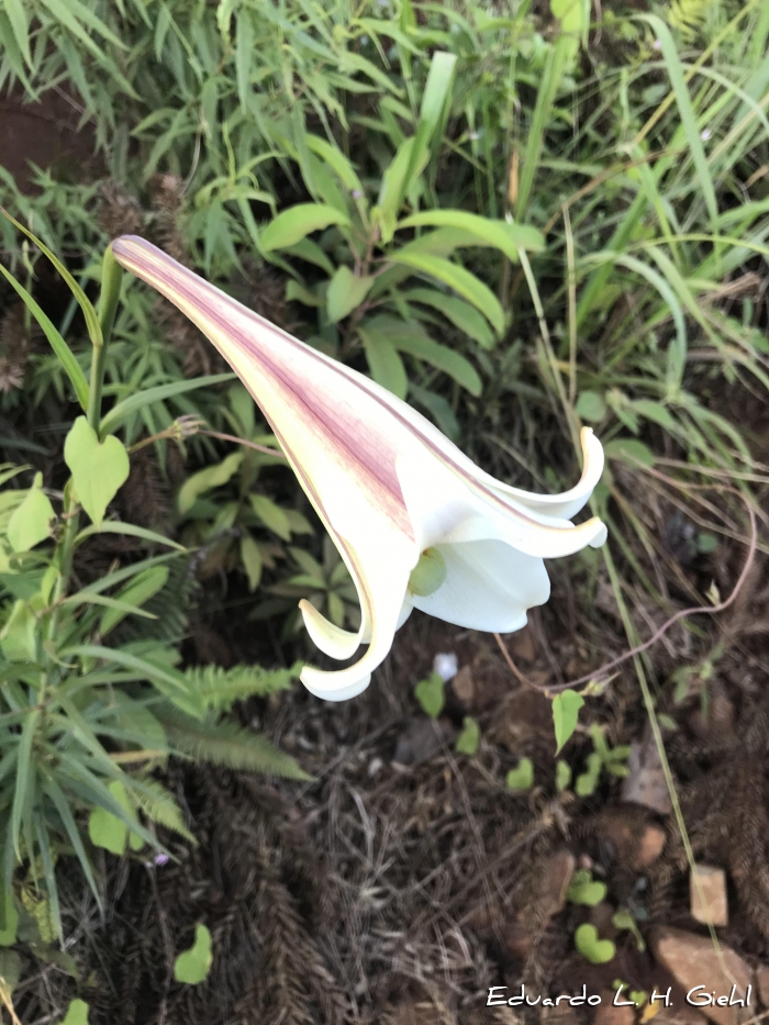 Lilium longiflorum