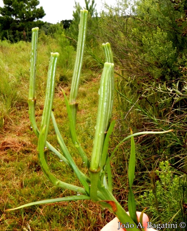 Lilium longiflorum