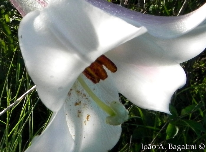 Lilium longiflorum