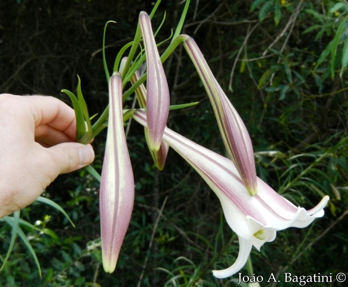 Lilium longiflorum