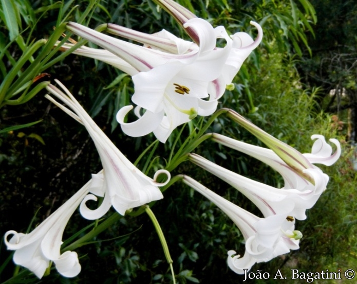 Lilium longiflorum