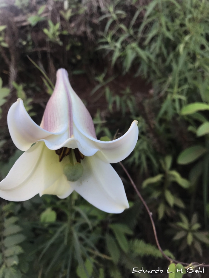 Lilium longiflorum