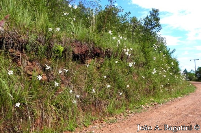 Lilium longiflorum