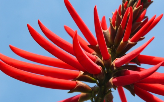 Erythrina speciosa 