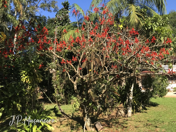 Erythrina speciosa 