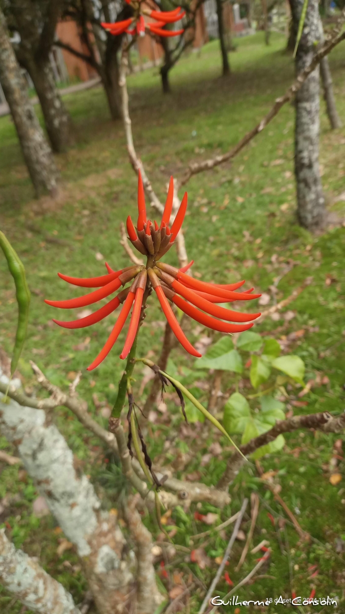 Erythrina speciosa 