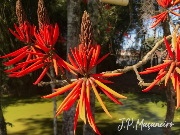 Erythrina speciosa 