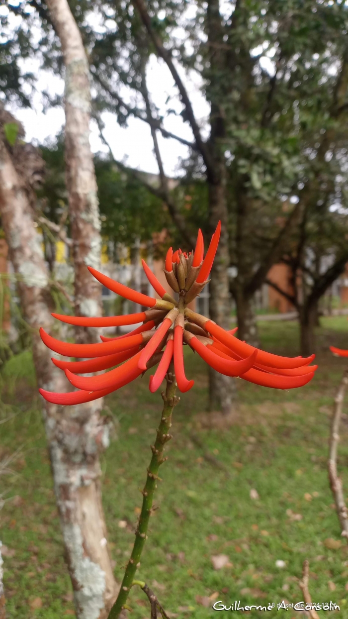 Erythrina speciosa 