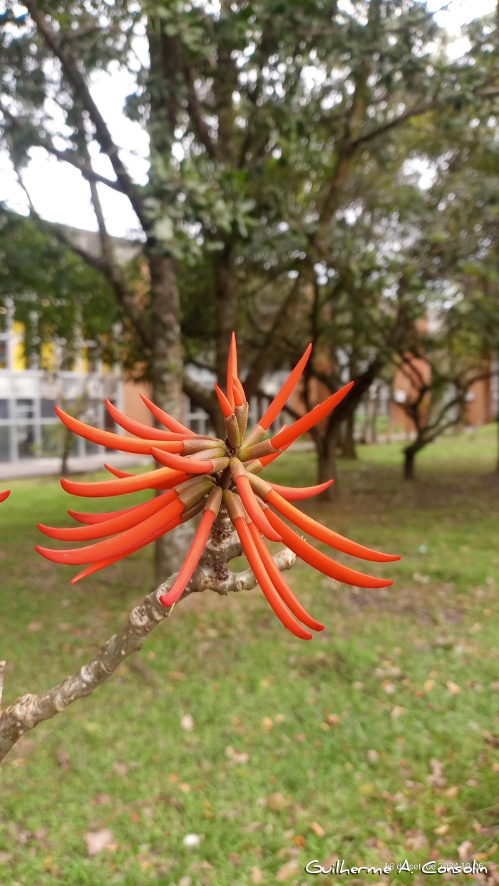 Erythrina speciosa 
