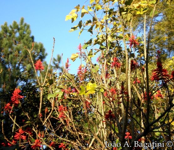 Erythrina speciosa 