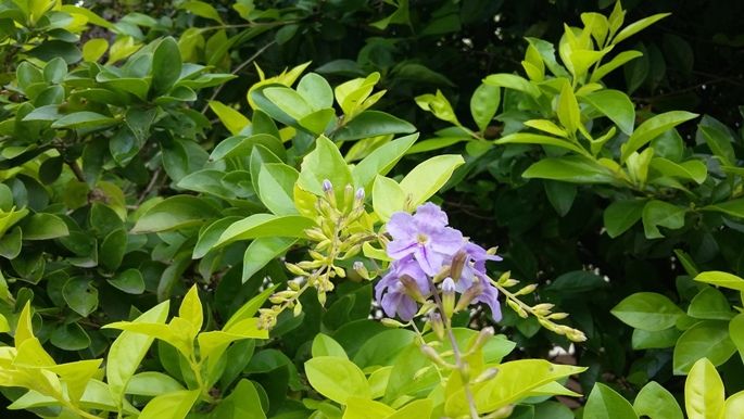 Duranta repens